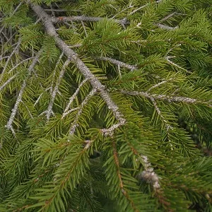 Хвойные опилки оптом в Домодедово купить - оперативная доставка по всей России
