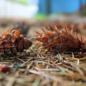 Хвойные опилки оптом в Домодедово от завода-производителя Лигнум Ресурс