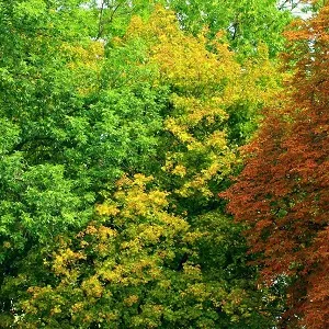 Лиственные опилки оптом в Домодедово купить - оперативная доставка по всей России