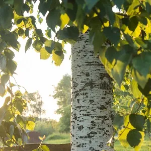 Опилки березовые оптом в Домодедово купить - оперативная доставка по всей России