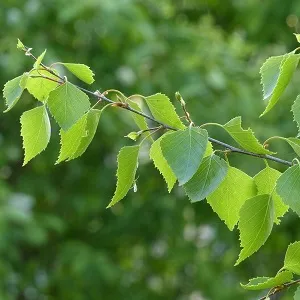 Опилки березовые оптом в Домодедово от завода-производителя Лигнум Ресурс