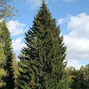 Еловые опилки оптом в Домодедово купить - оперативная доставка по всей России