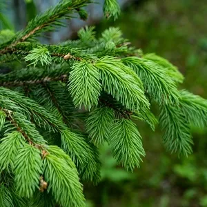 Еловые опилки оптом в Домодедово от завода-производителя Лигнум Ресурс