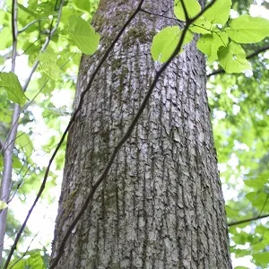 Опилки липовые оптом в Домодедово купить - оперативная доставка по всей России