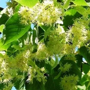 Опилки липовые оптом в Домодедово от завода-производителя Лигнум Ресурс