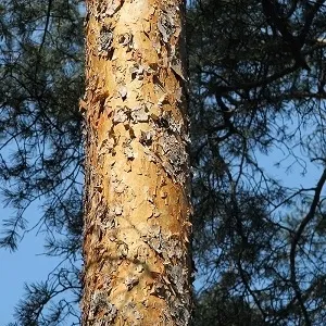 Сосновые опилки оптом в Домодедово купить - оперативная доставка по всей России