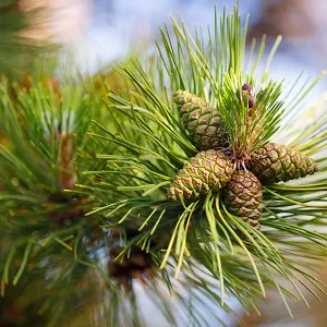 Сосновые опилки оптом в Домодедово от завода-производителя Лигнум Ресурс