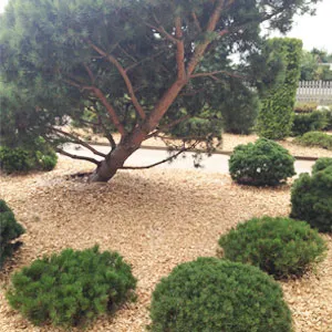 Хвойная щепа оптом в Домодедово купить - оперативная доставка по всей России